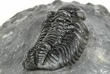 Phacopid (Adrisiops) Trilobite - Jbel Oudriss, Morocco #245287-2
